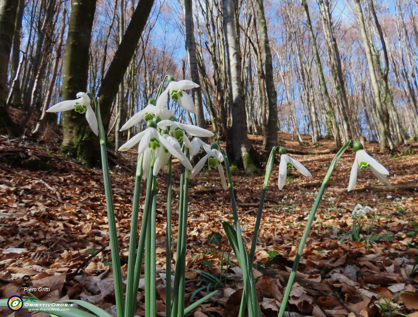 42 Galanthus nivalis (Bucanevi) nella faggeta.JPG